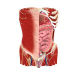 Abdomen